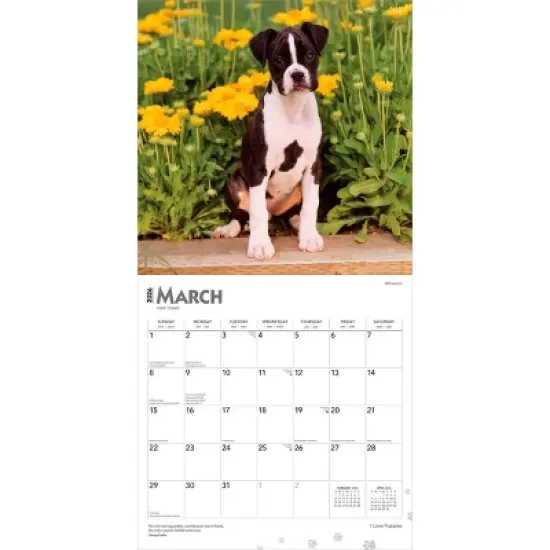 BrownTrout I Love Puppies 2026 12"x24" Hanging Square Wall Calendar Plastic-Free image {2}
