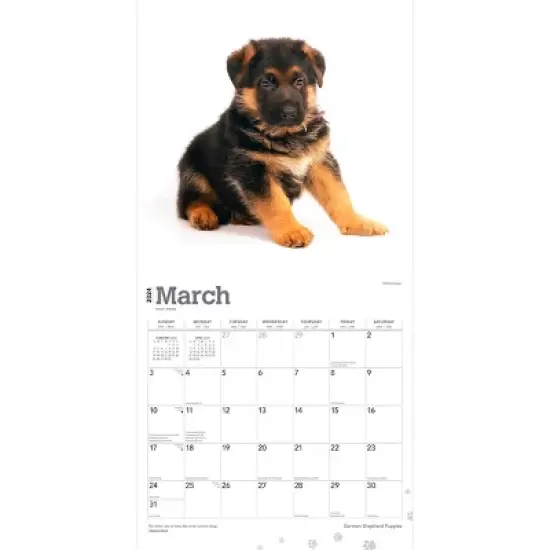 Browntrout 2024 Wall Calendar 12"x12" German Shepherd Puppies image {2}