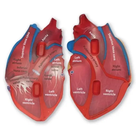 Learning Resources Cross-Section Human Heart Model - 2-Pieces, Grades 2+ | Ages 7+  Anatomy for Kids, Science Exploration Kits image {2}