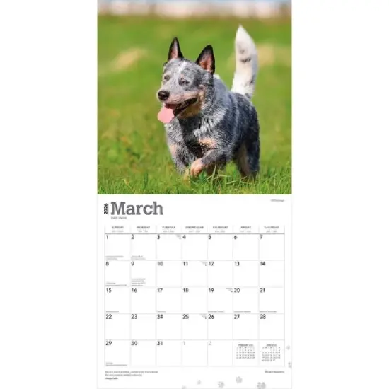 BrownTrout Blue Heelers 2026 12"x24" Hanging Square Wall Calendar Plastic-Free image {2}