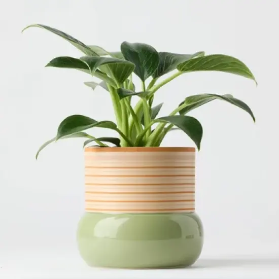 Threshold Green Live Houseplant - Good Little Garden&trade; image {5}