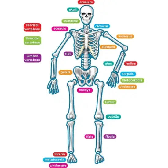 Teacher Created Resources Human Skeleton Magnetic Accents image {1}