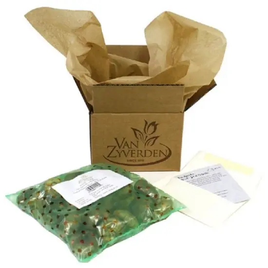 Van Zyverden 15ct Bulbs Narcissus Daffodils Kitchen Sink Mixture image {2}