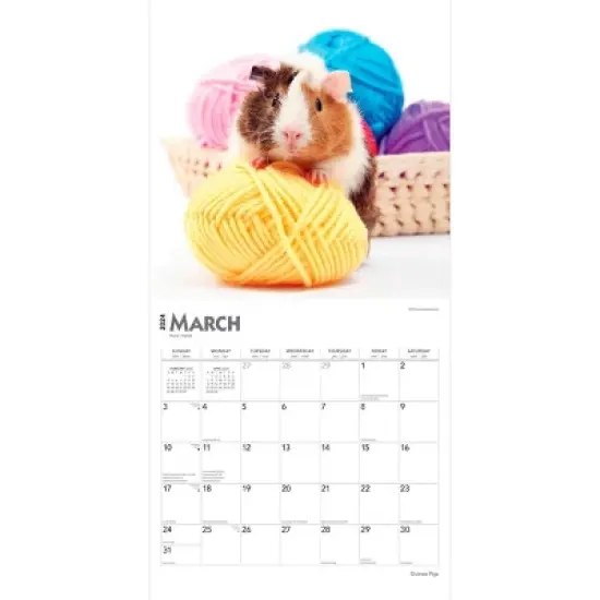 Browntrout 2024 Wall Calendar 12"x12" Guinea Pigs image {2}
