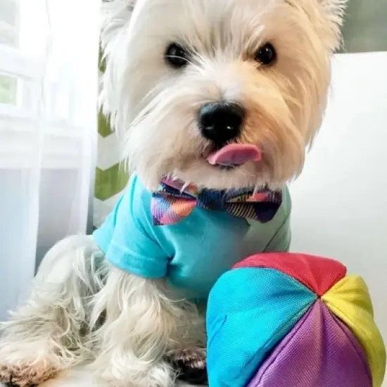 fouFIT Hide 'n Seek Ball Interactive Dog Toy image {1}