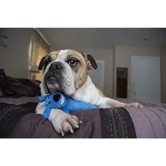 Multipet Birthday Loofa Dog Toy Medium - 12'(Blue) image {2}