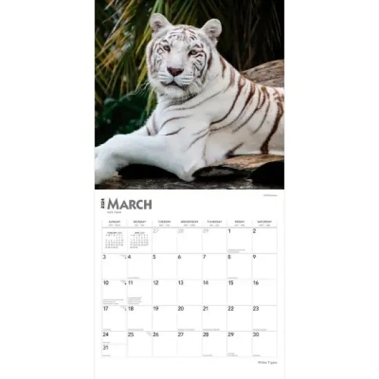 Browntrout 2024 Wall Calendar 12"x12" White Tigers image {2}