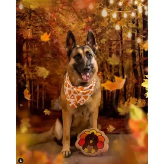 Midlee Turkey Thanksgiving Sugar Cookie Dog Toy image {5}