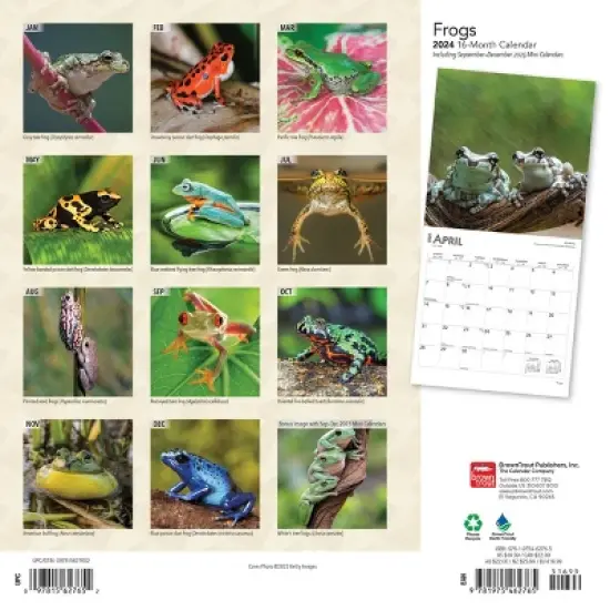 Browntrout 2024 Wall Calendar 12"x12" Frogs image {1}
