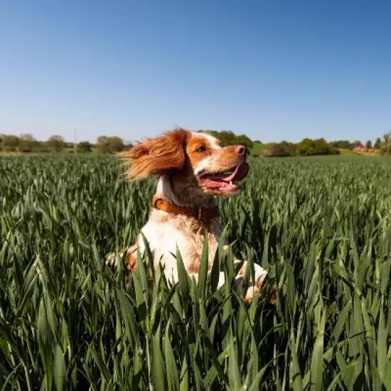 Nutro Natural Choice Lamb and Brown Rice Recipe Large Breed Adult Dry Dog Food image {7}