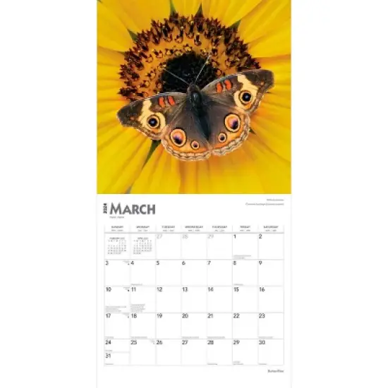 Browntrout 2024 Wall Calendar 12"x12" Butterflies image {2}