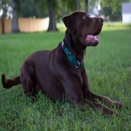 Country Brook Petz Durable Nylon Martingale with Deluxe Buckle - Made in the USA image {2}