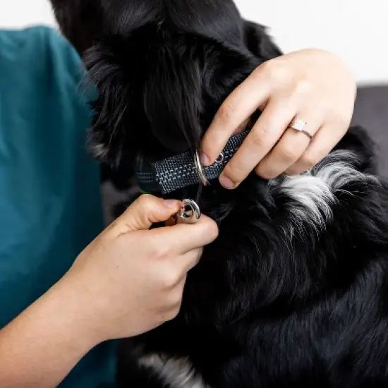 Mighty Paw Retractable Leash + Poop Bag Holder | 16ft for Dogs 0-50 or 50-100 lbs image {4}