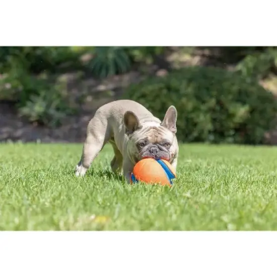 Chuckit! Kick Fetch Dog Ball Toy image {6}