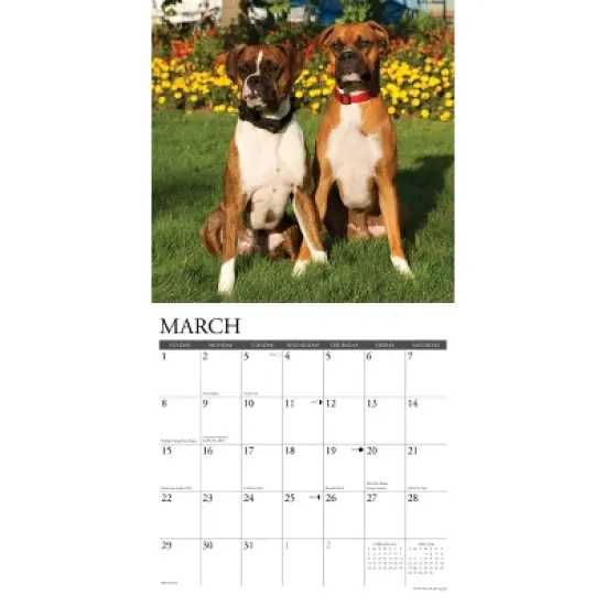 Willow Creek Press 2026 Boxers Wall Calendar image {2}