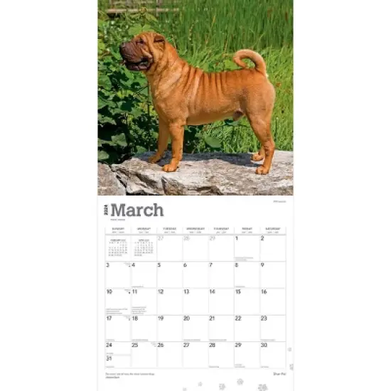 Browntrout 2024 Wall Calendar 12"x12" Shar Pei image {2}