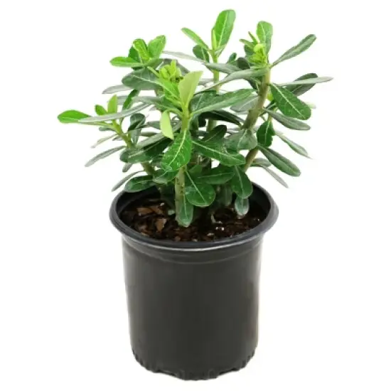 Desert Rose'  1pc - National Plant Network -  Indoor Plant Or U.S.D.A. Hardiness Zones 10 - 11 image {1}