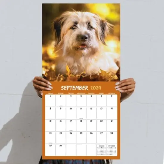 TF Publishing 2024 Wall Calendar 12"x12" Mutts image {3}