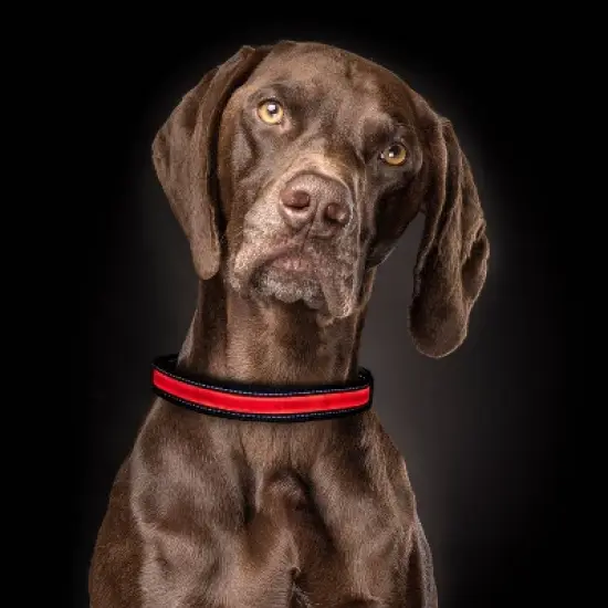 Life+Gear Rechargeable Glow Dog Collar - L image {1}