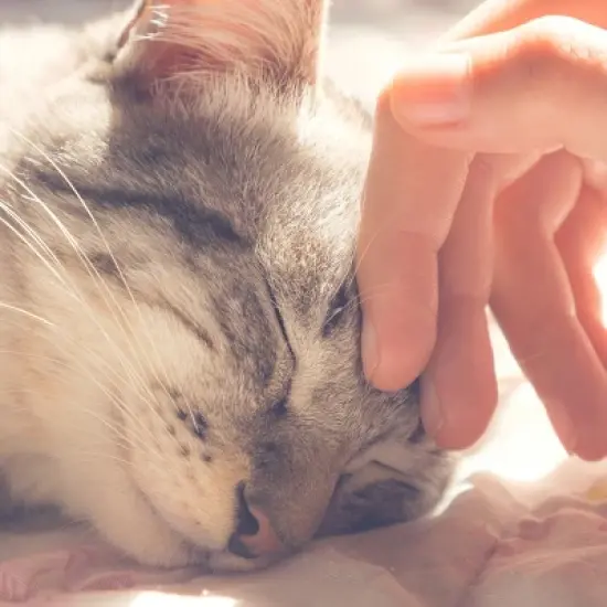 Cat House - Indoor Bed with Removable Foam Cushion - Pet Tent for Puppies, Rabbits, Guinea Pigs, Hedgehogs, and Other Small Animals by PETMAKER (Gray) image {4}