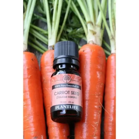 Plantlife Carrot Seed Essential Oil &ndash; 100% Pure & Therapeutic Grade &ndash; Natural, Undiluted & Steam-Distilled &ndash; No Additives or Fillers &ndash; 10 ml image {3}
