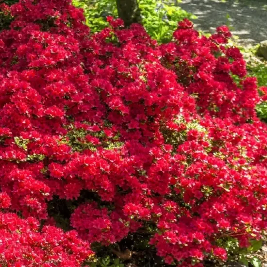 Azalea Midnite Flare 1pc - National Plant Network U.S.D.A Hardiness Zone 7-9: Sun/Shade Tolerant, Nursery Pot Included image {5}