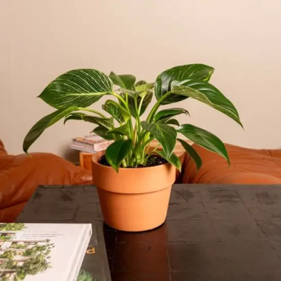 Live 6" Philodendron Birkin Potted Houseplant image {1}