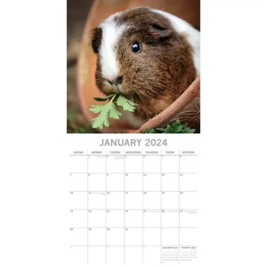 The Gifted Stationery 2024 Square Wall Calendar, Guinea Pigs, 16-Month Animals Theme with 180 Reminder Stickers (12 x 12 In) image {1}