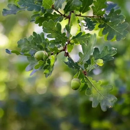 2.25gal Nutall Oak Tree - National Plant Network image {1}