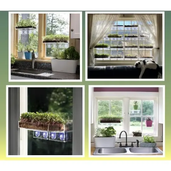 Window Garden Microgreen Organic Wheatgrass 3 Pack Refill image {2}