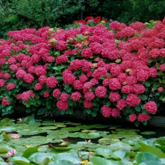 3pc Hydrangea Red Beauty - National Plant Network image {3}