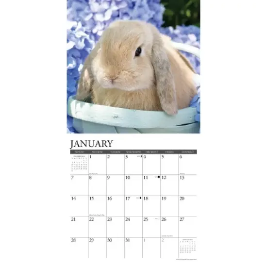 Willow Creek Press 2024 Wall Calendar 12"x12" Just Bunnies image {2}