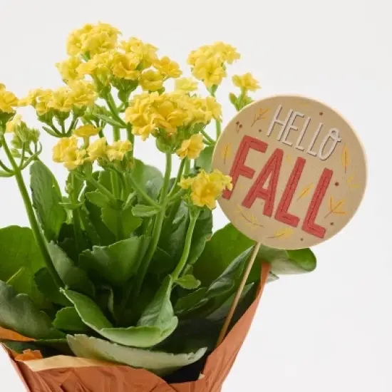 Live Pumpkin Spice Kalanchoe Plant - Good Little Garden&trade; image {2}
