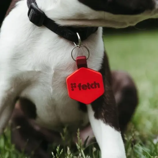 Lifekey Fetch Smart Pet Tag image {6}