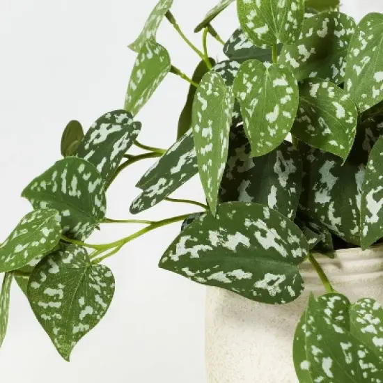 10" Faux Satin Variegated Pothos Plant - Hearth & Hand&trade; with Magnolia: Indoor Decorative Artificial Foliage in Off-White Pot image {2}