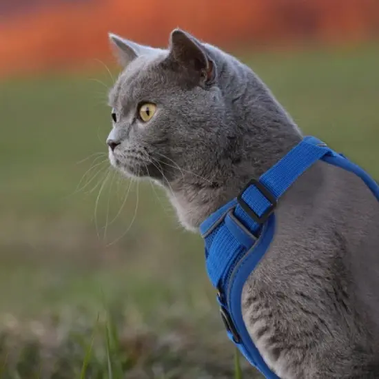 Unique Bargains Cat Harness and Leash with Reflective Strips Medium Blue 1 Set image {4}