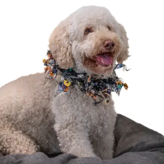 Midlee Pumpkin & Spider Web Halloween Decorative Dog Collar image {1}