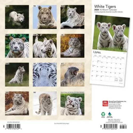 Browntrout 2024 Wall Calendar 12"x12" White Tigers image {1}
