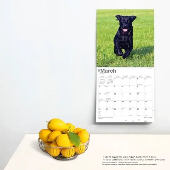 Browntrout 2024 Wall Calendar 12"x12" Labrador Retriever Puppies Black image {3}