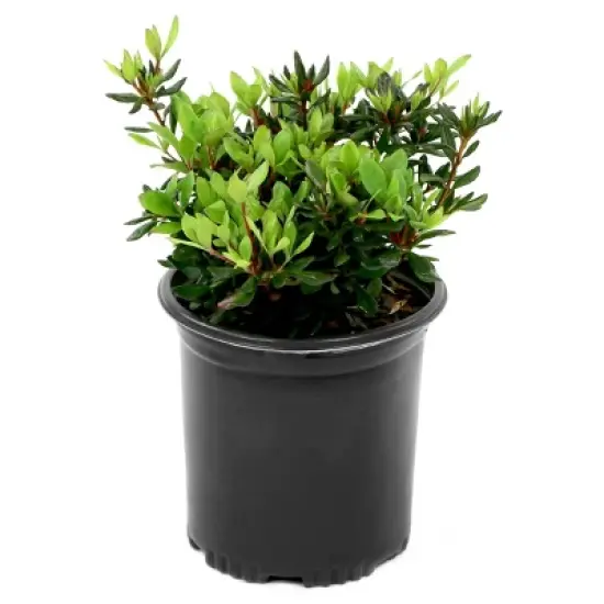 Azalea 'Rene Michelle' 1pc - National Plant Network - U.S.D.A. Hardiness Zones 5 - 8 image {1}