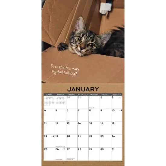 Willow Creek Press 2026 Cat in a Box Wall Calendar image {2}