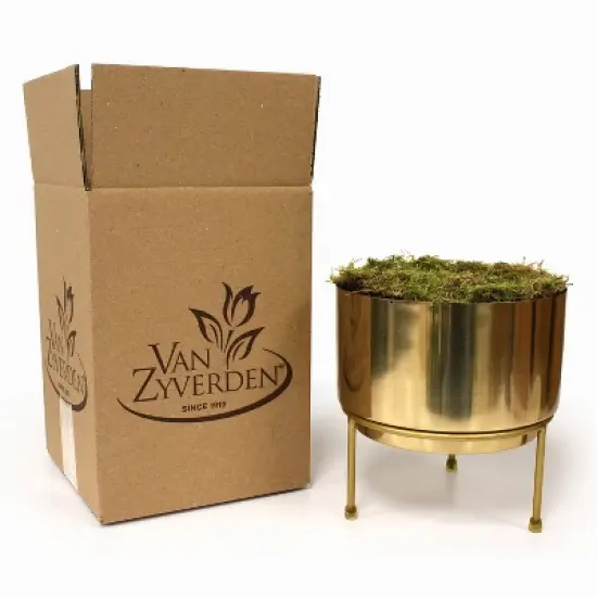 3ct Amaryllis Trio Preplanted Bulbs with Iron Brass Finish Pan Planter and Stand - Van Zyverden image {3}