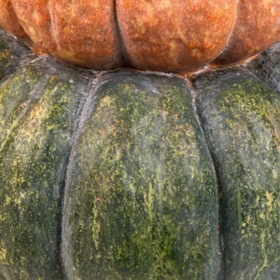 Northlight Tri-Color Pumpkin Stack Fall Harvest Decoration - 19" image {7}