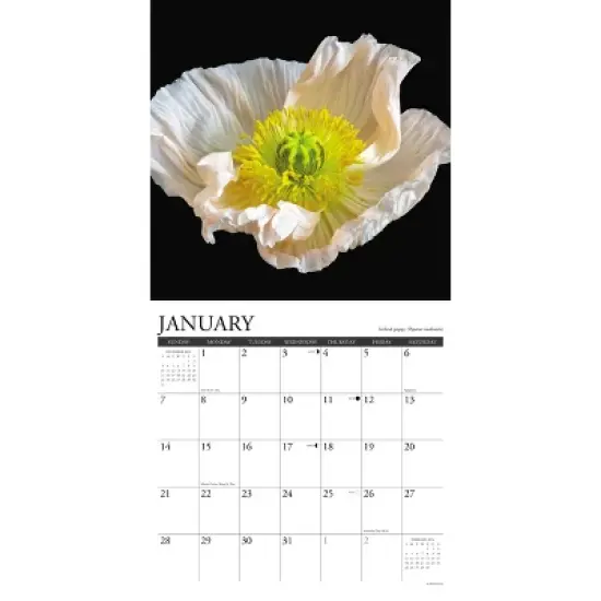 Willow Creek Press 2024 Wall Calendar 12"x12" Flowers image {2}
