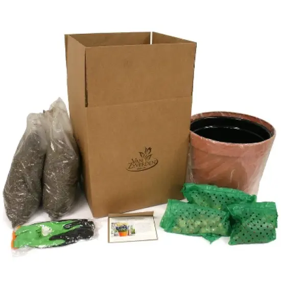 Van Zyverden 40ct Bulbs Multicolored Harmony Spring Blooming Patio Planter Set image {4}