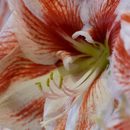 Van Zyverden Amaryllis Red Popov Flower Bulb with Artisan Decorative Planter image {2}