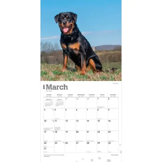 Browntrout 2024 Wall Calendar 12"x12" Rottweilers image {2}