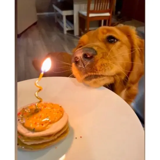 Carrot Cake Pooch Pancakes (14oz) image {4}