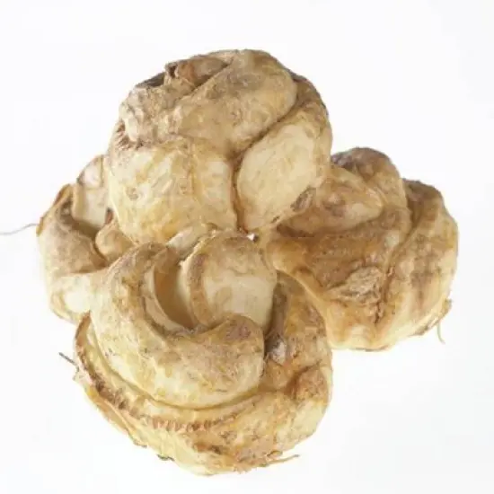 3ct Fritillaria Rubra Bulbs - Van Zyverden image {4}