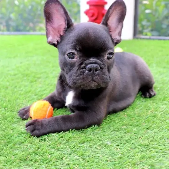 Midlee 1.5" Mini Dog Tennis Balls Bulk Set of 25 Assorted Colors image {2}